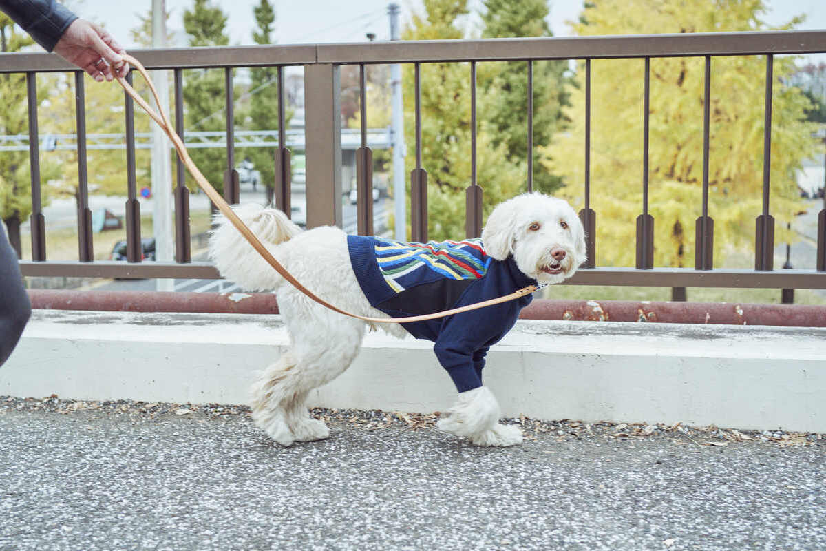 ご夫婦のセーターを HARRYくん用にリメイク