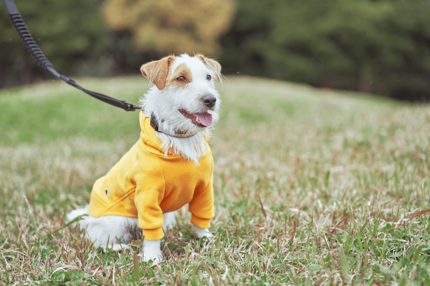 先代犬のダッシュくんとの思い出のパーカーをジャンプくん用にリメイク