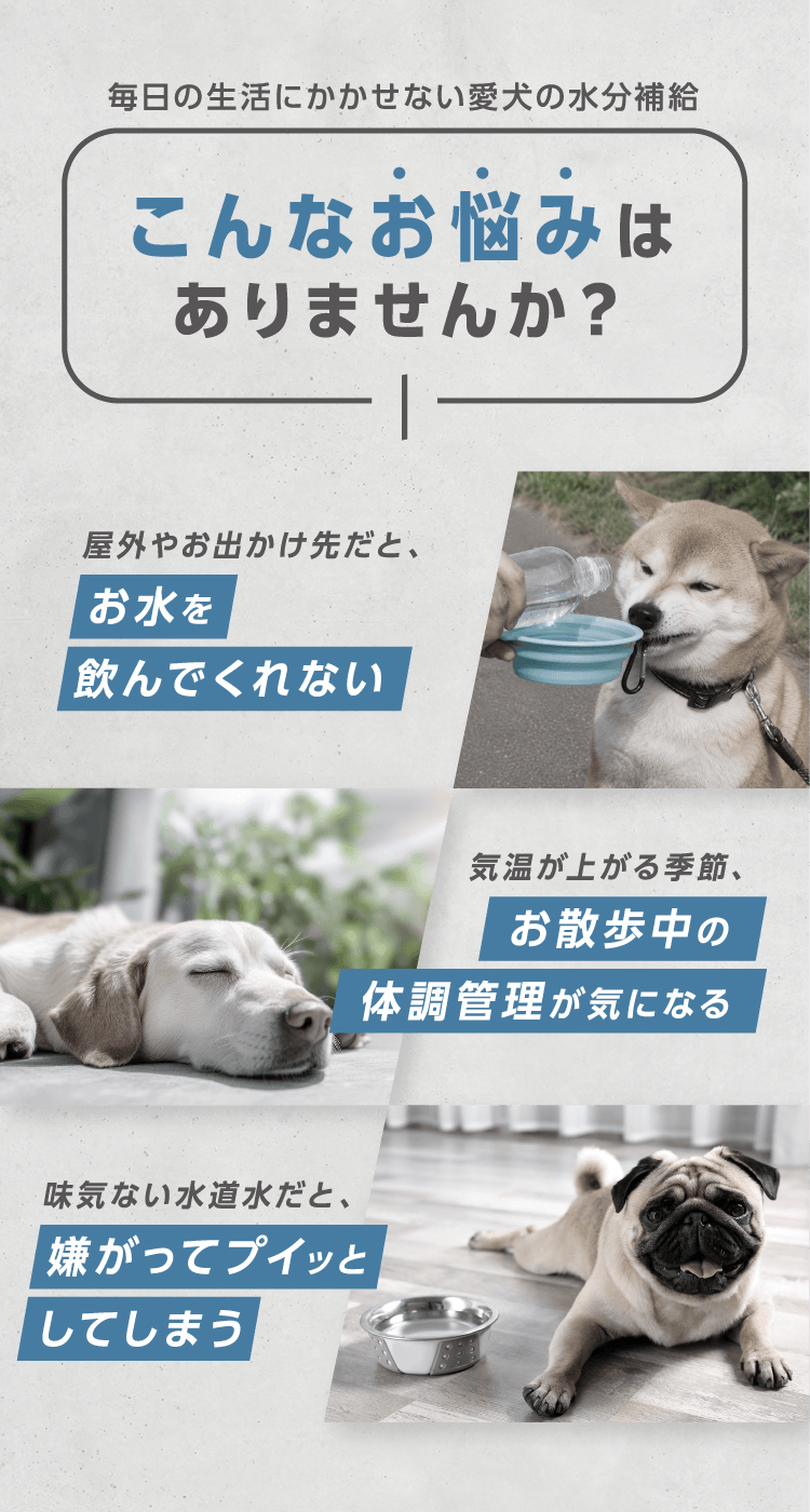 犬の水分補給が必要なシーンとお悩み